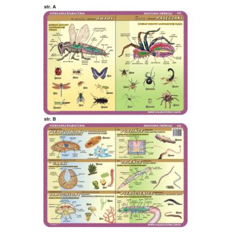 Podkładka edukacyjna Visual System Biologia #4